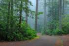USA, Washington State, Seabeck. Foggy forest and road in Scenic Beach State Park. Art Print